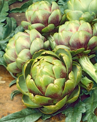Αγκινάρα "Vert de Provence" - χαμηλής περιεκτικότητας σε θερμίδες, προφυλακτικό λαχανικό - 20 σπόροι - Cynara scolymus