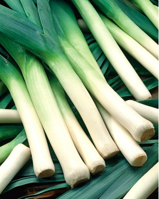 Leek "Juhas" - intended for autumn and late autumn harvest - 320 seeds