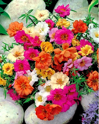 طحلب الورد - مزيج متنوع الساعة العاشرة ، الوردة المكسيكية ، وردة الطحلب ، وردة فيتنام ، وردة الشمس ، وردة الصخور ، وردة الطحلب الطحلب - 