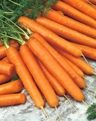Porkkana - Autumn King 2 - 3825 siemenet - Daucus carota