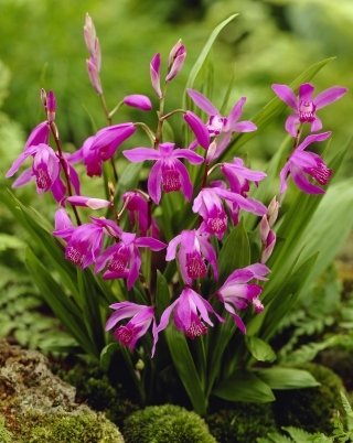 Hyacinth orchid, Chinese ground orchid (Bletilla striata)
