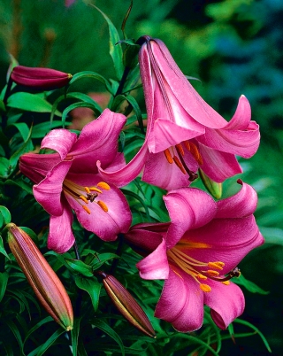 Lilium, Lily Pink Perfecțiunea - bulb / tuber / rădăcină - Lilium Pink Perfection