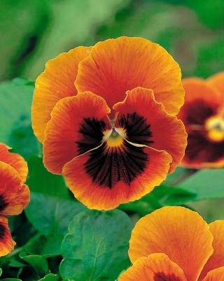 瑞士花园三色堇“火焰” - 金红色，点缀 -  360种子 - Viola x wittrockiana Schweizer Riesen - 種子
