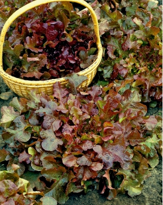 БИО Леаф салата "Ред Салад Бовл" - сертификовано органско семе - 518 семена - Lactuca sativa var. foliosa 