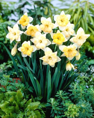 Narcis, narcis meniace sa farby - 5 ks