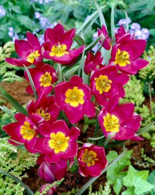 Tulip Pulchella Odalisque - 5 buah - 