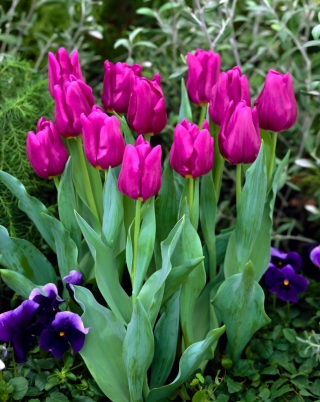 Vášnivý tulipán - vášnivý tulipán - 5 kvetinové cibule - Tulipa Passionale
