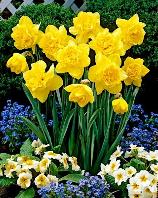 Narcizas - Dick Wilden - pakuotėje yra 5 vnt - Narcissus