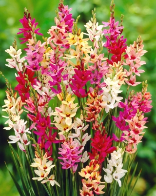 Ixia Mixed - färgval - stort pack! - 150 st - 