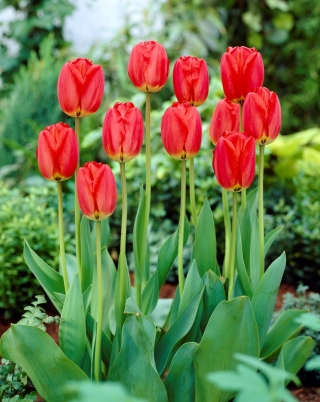 Desfile de tulipanes - 5 piezas