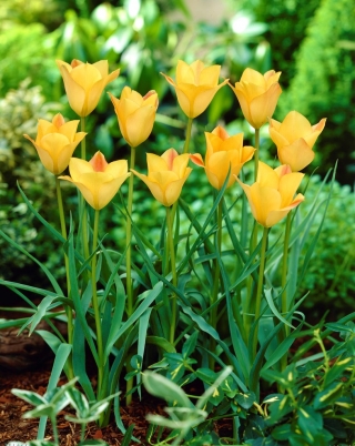 Tulipán de hojas de lino, tulipán de Bokhara Charm de bronce - 5 piezas