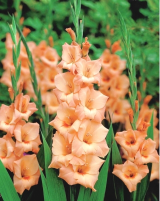 Gladiolus Peter Pears - pachet mare! - 50 buc.