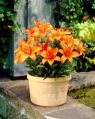 Orange Pixie miniature lily - XL pack! - 50 pcs
