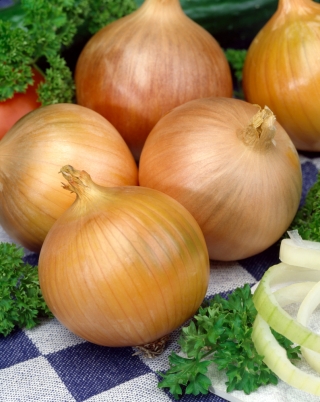 Rhino F1 onion - a medium early, American-type variety - professional seeds for everyone