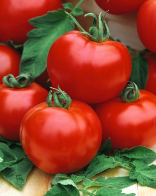 Honey Moon F1 tomat - en tidlig bringebærdrivhusvariant - profesjonelle frø for alle - 