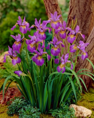 Iris siberiano rosa brillante, bandera siberiana
