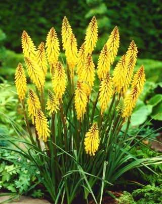 Kniphofia, Red Hot Poker, Tritoma Minister Verschuur -  large package! - 10 pcs - 