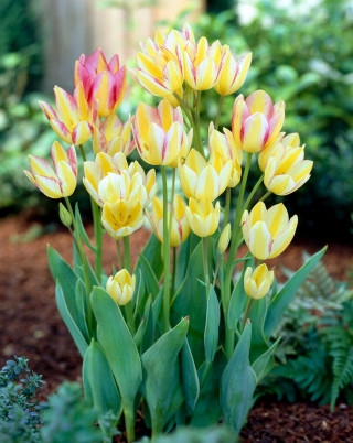 Tulipán Antoinette - 5 piezas