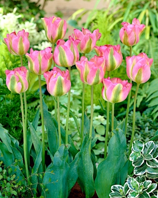Tulipa Groenlandia - Tulipa Groenlandia - XXXL pack 250 uds