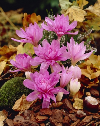 Colchicum Waterlily - Herbstliche Safran-Seerose - XL-Packung - 50 Stk