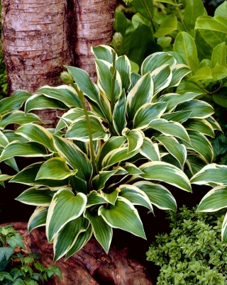 Queen Josephine hosta, plantain lily - XL pack - 50 pcs