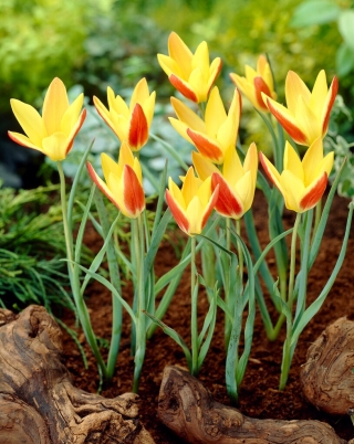 Tulipa - Tinka - 5 peças
