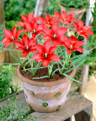 Tulipa - Linifolia - 5 peças