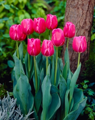 Tulipán - Carola - 5 květinových cibulek