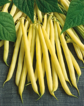 Sarı Fransızca fasulye "Maxidor" - lezzetli ve ipsiz çeşidi - 120 tohum - Phaseolus vulgaris L. - tohumlar