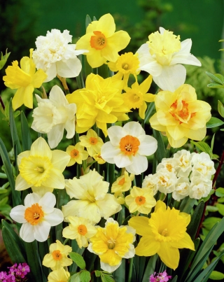 Narcissläktet - Mix - paket med 5 stycken - Narcissus