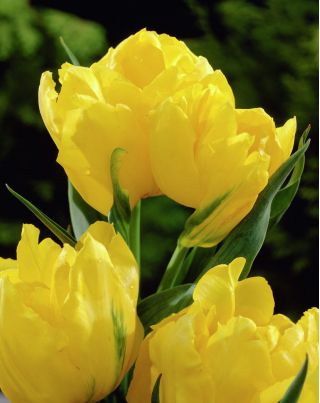 Tulipa Monte Carlo - Tulip Monte Carlo - 5 bulbs