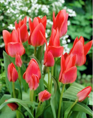 Tulipa Toronto - Tulip Toronto - 5 цибулин