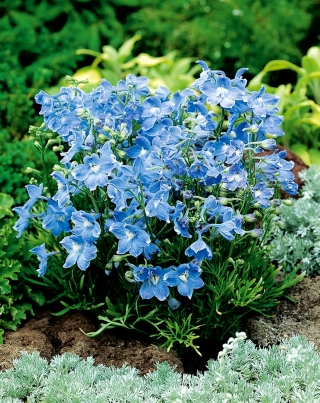 蓝色西伯利亚larkspur，中国翠雀属 -  375种子 - Delphinium grandiflorum - 種子