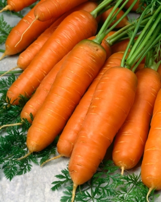 गाजर 'कोंगो' - प्रसंस्करण के लिए मीडियम लेट किस्म - 