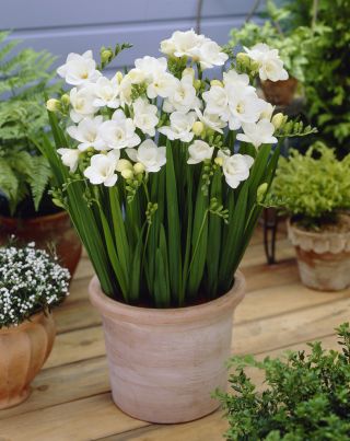 Freesia Double White - 10 květinové cibule