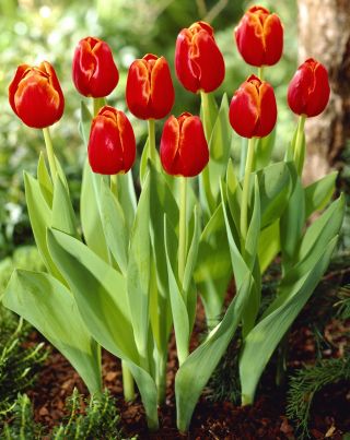 Tulipa Verandi - 튤립 베란다 - 5 알뿌리