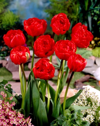 Tulipan Miranda - pakke med 5 stk - Tulipa Miranda