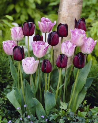 Good day - ensemble de 2 varietes de tulipes - 40 pcs.