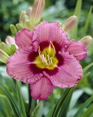 Daylily Always Afternoon - 