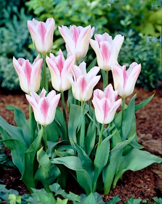 Tulpės Holland Chic - pakuotėje yra 5 vnt. - Tulipa Holland Chic