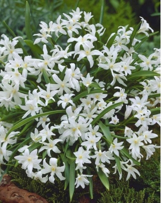 Bossier's glorie van de sneeuw - Chionodoxa luciliae alba - Grootverpakking! - 100 stuks; Lucile's glorie van de sneeuw