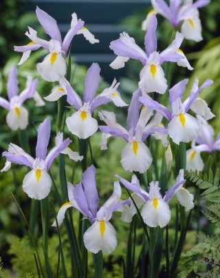 Dutch iris "Silvery Beauty" - 10 pcs.