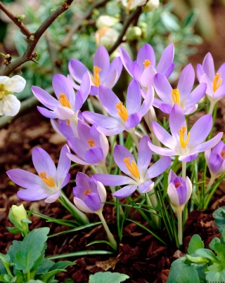 Crocus Lilac Beauty - 10 un. - 