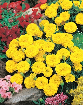 French marigold "Petite Yellow" - 158 seeds