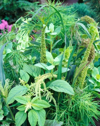 Zelené rostliny smíšené semena - 90 semen - 
