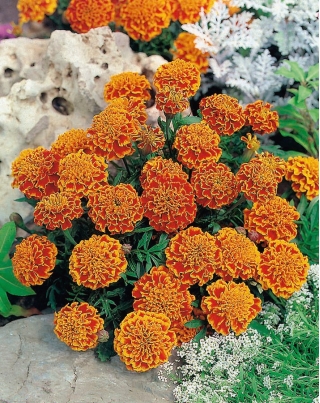 French marigold "Honeycomb" - 158 seeds