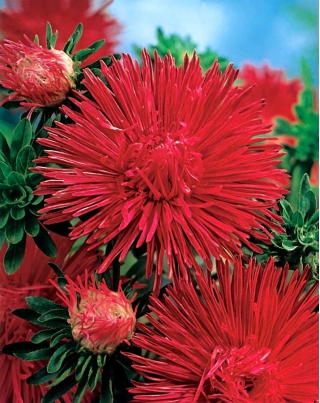 Red needle petal aster - 500 seeds