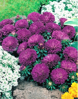 Dwarf aster "Queen of the Night" - 450 seeds