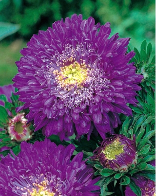Pom-pom-cvetoča aster "Bolero" - vijolična - 225 semen - Callistephus chinensis  - semena