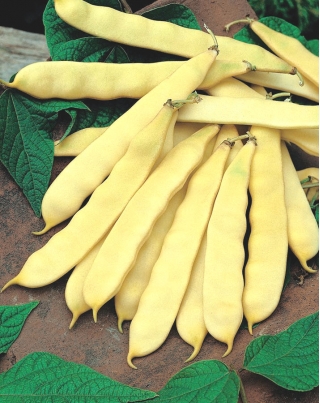 Fasole galbenă franceză "Titania" - soiuri timpurii - 90 de semințe - Phaseolus vulgaris L.
